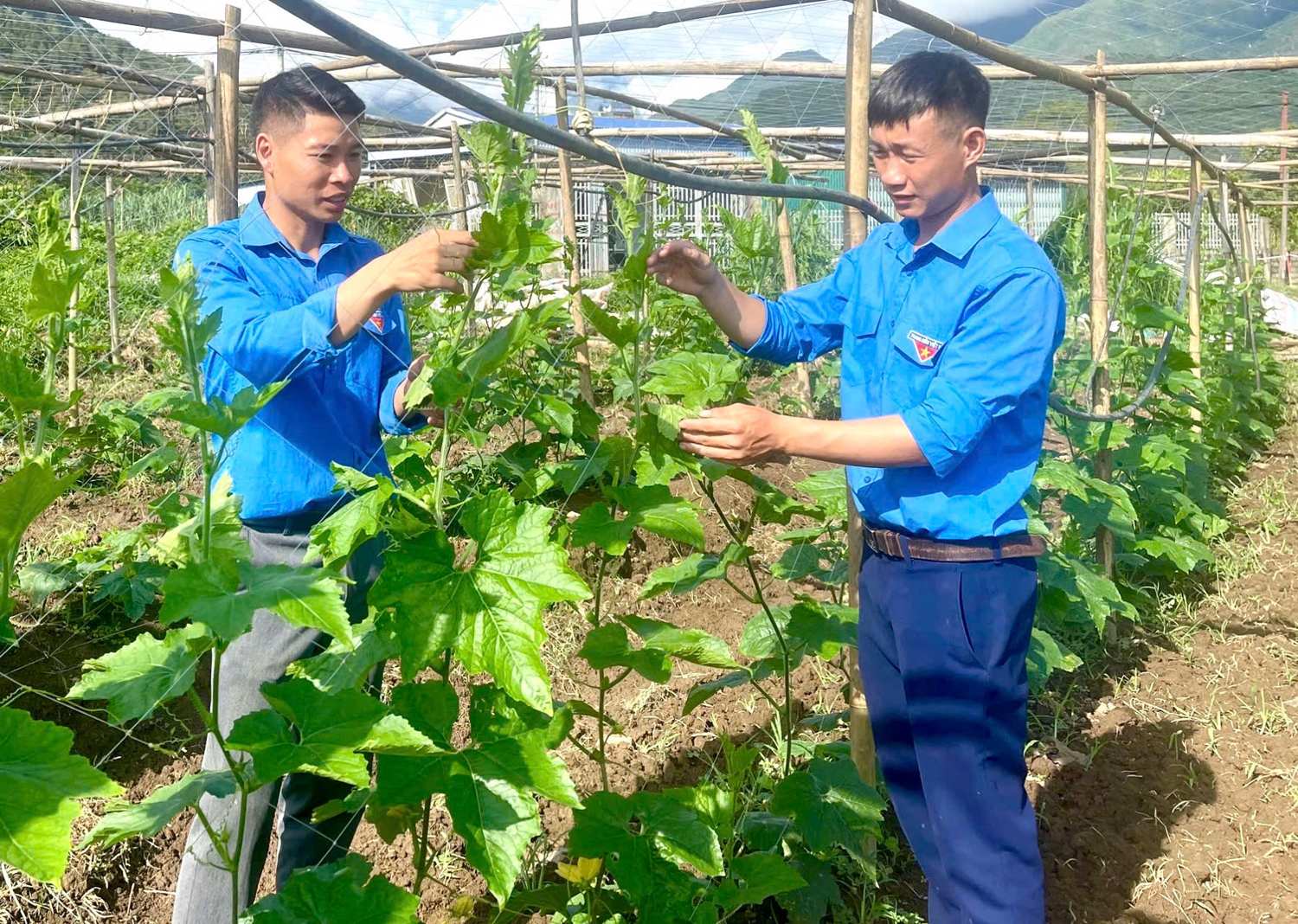 Phát huy sức trẻ, tinh thần xung kích, tình nguyện vì cộng đồng